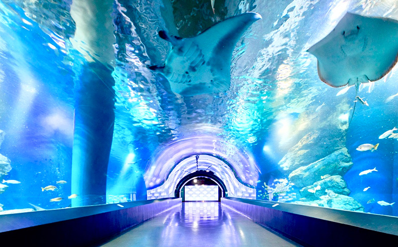 ロマンティックな海中トンネル
